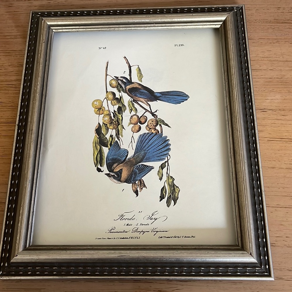 Audubon Florida Blue Jay Print